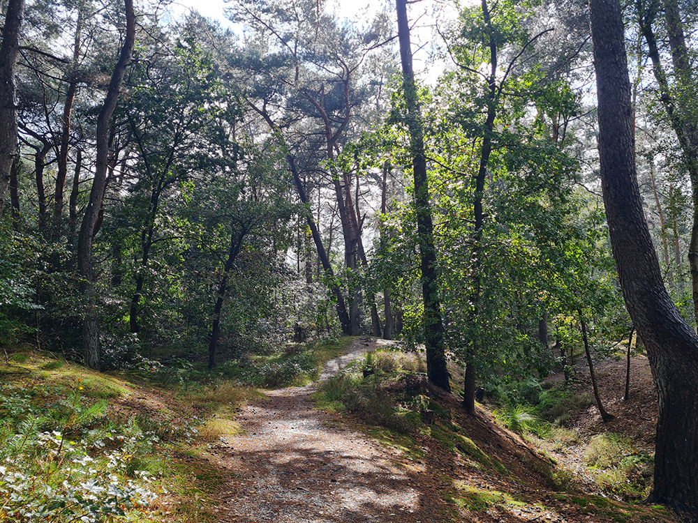 bomen belangrijk milieu