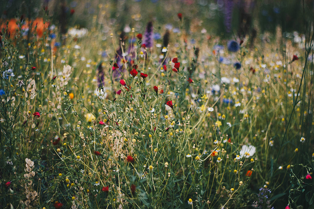 milieubewust bloemen planten