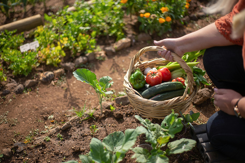 moestuin